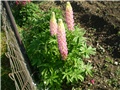 lupinus